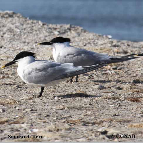 Birds of North America