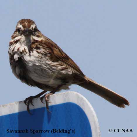 Sage Thrasher