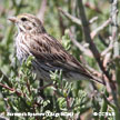 Savannah Sparrow (Large-billed) songs and calls