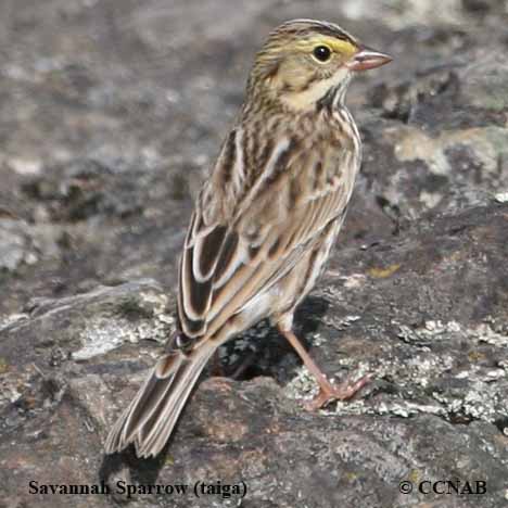 Birds of North America