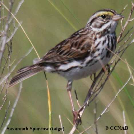 Birds of North America