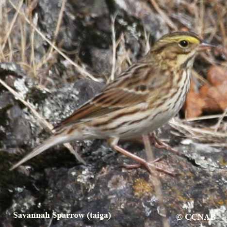 North American Sparrows