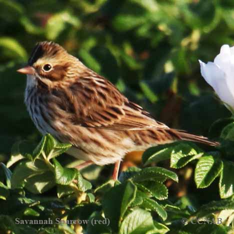 North American Sparrows