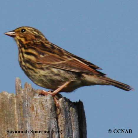 Savannah Sparrow (red)