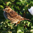 Savannah Sparrow (red) songs and calls