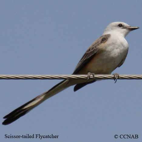 Scissor-tailed Flycatcher