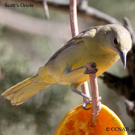 Birds of North America