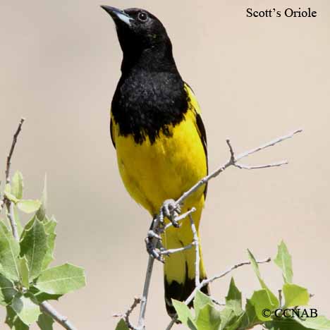 Birds of North America