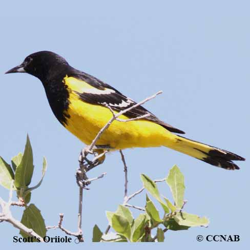 Birds of North America