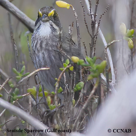 Birds of North America