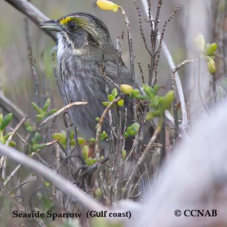 Seaside Sparrow