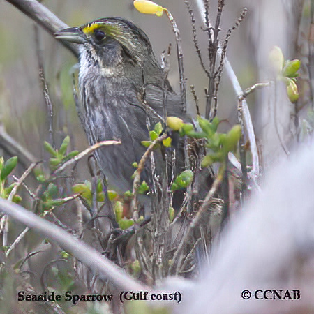 Birds of North America