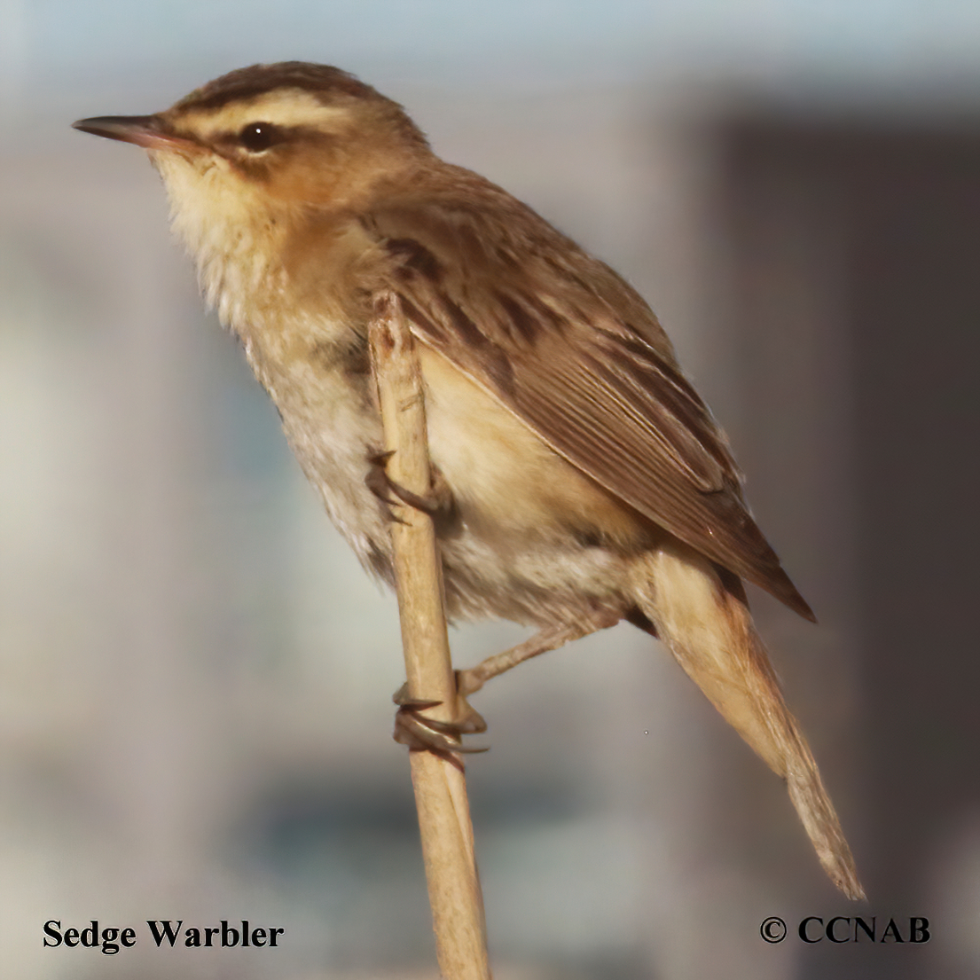 Sedge Warbler