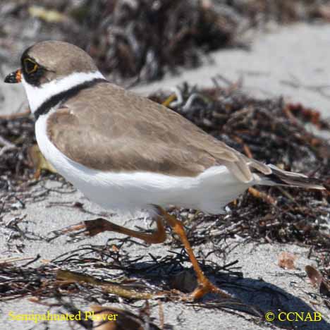 Birds of North America