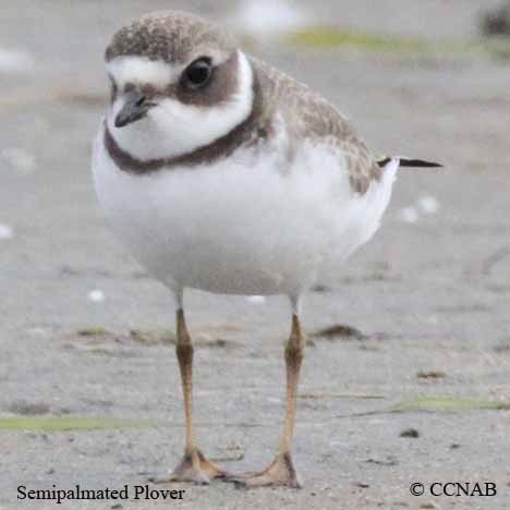 Birds of North America