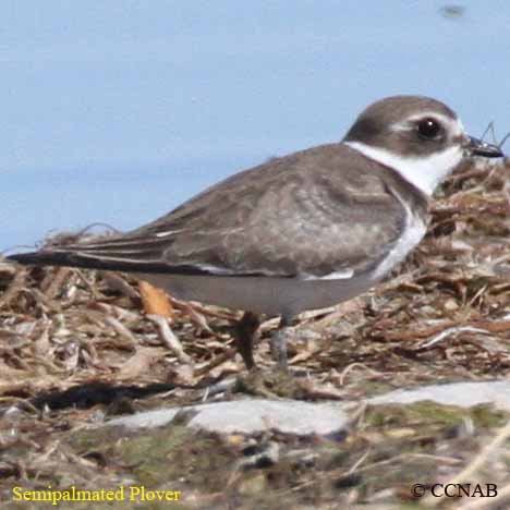 Birds of North America