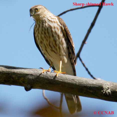 Birds of North America