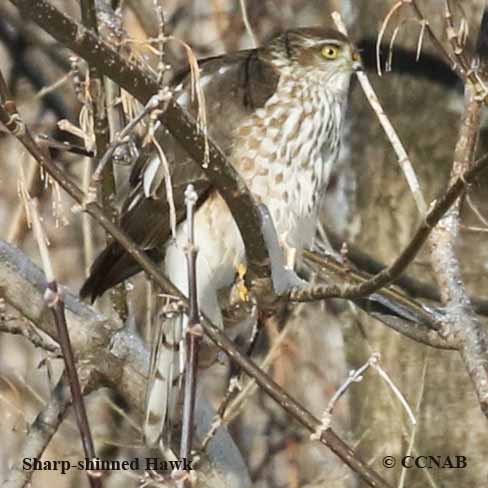 Birds of North America