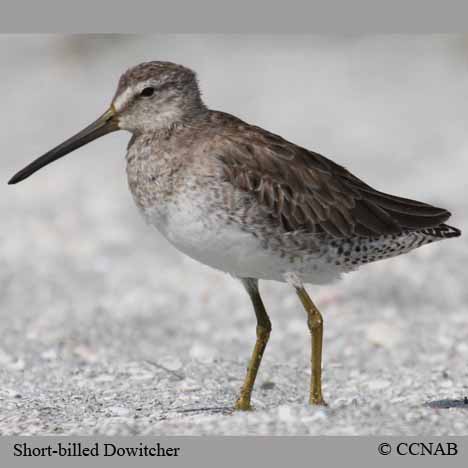 Birds of North America