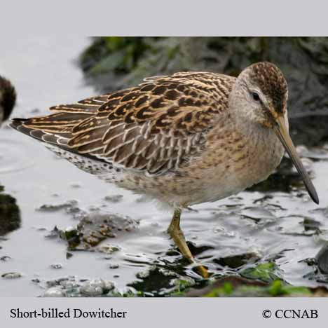 Birds of North America