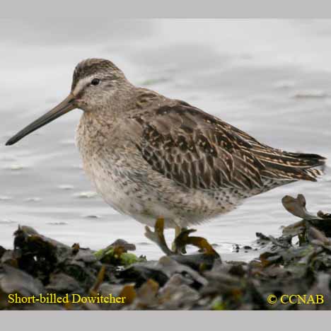 Birds of North America