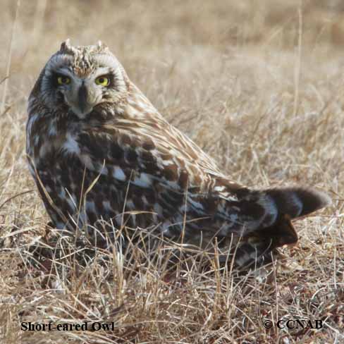 Birds of North America