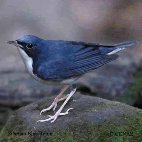 Birds of North America