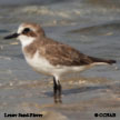 Siberian (Lesser) Sand-Plover