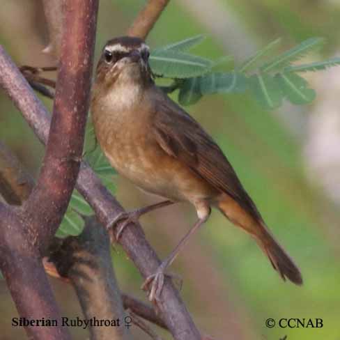 Birds of North America