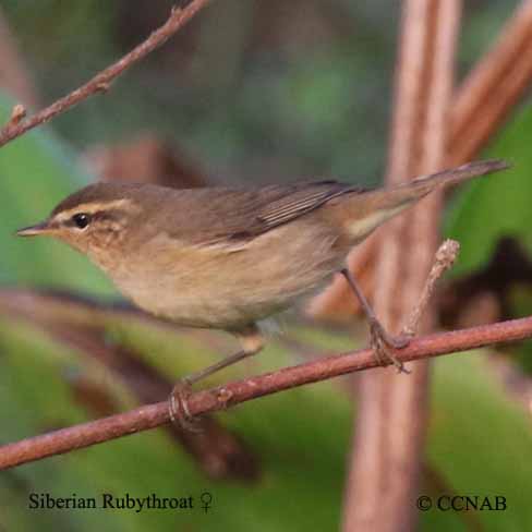 Birds of North America