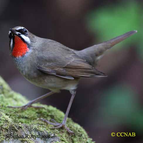 Birds of North America