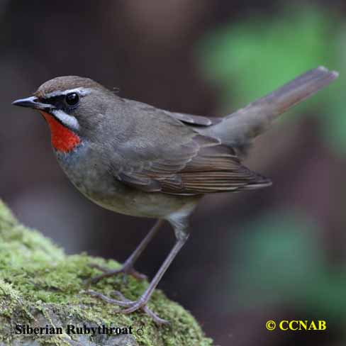 Birds of North America