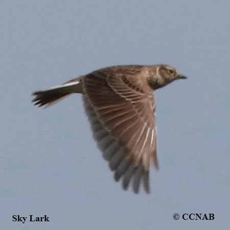 Birds of North America