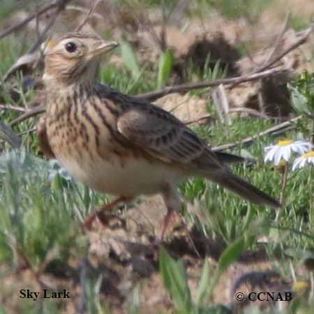 Birds of North America