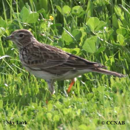 Sky Lark