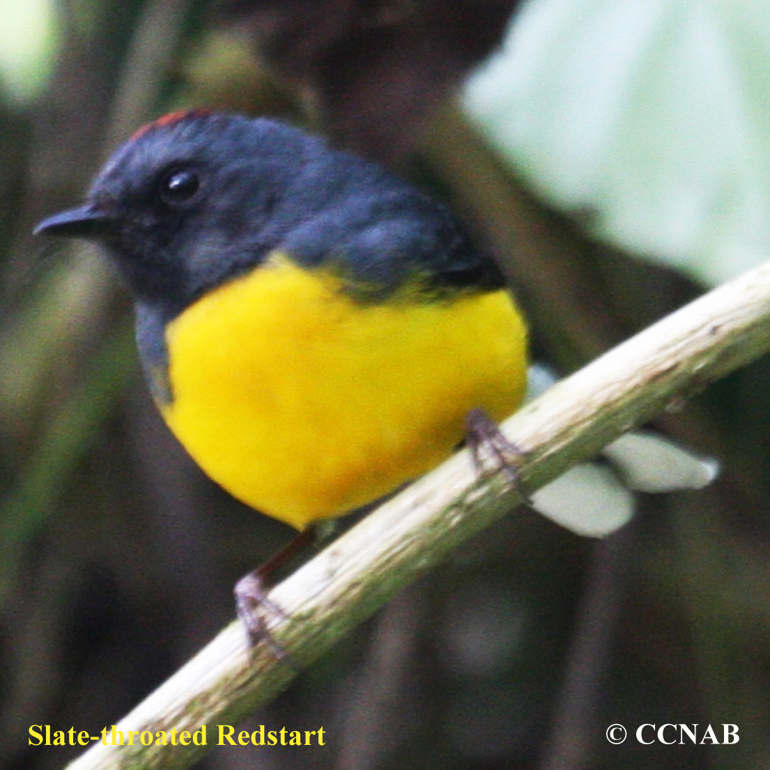 Slate-throated Redstart (Myioborus miniatus) - North American Birds ...