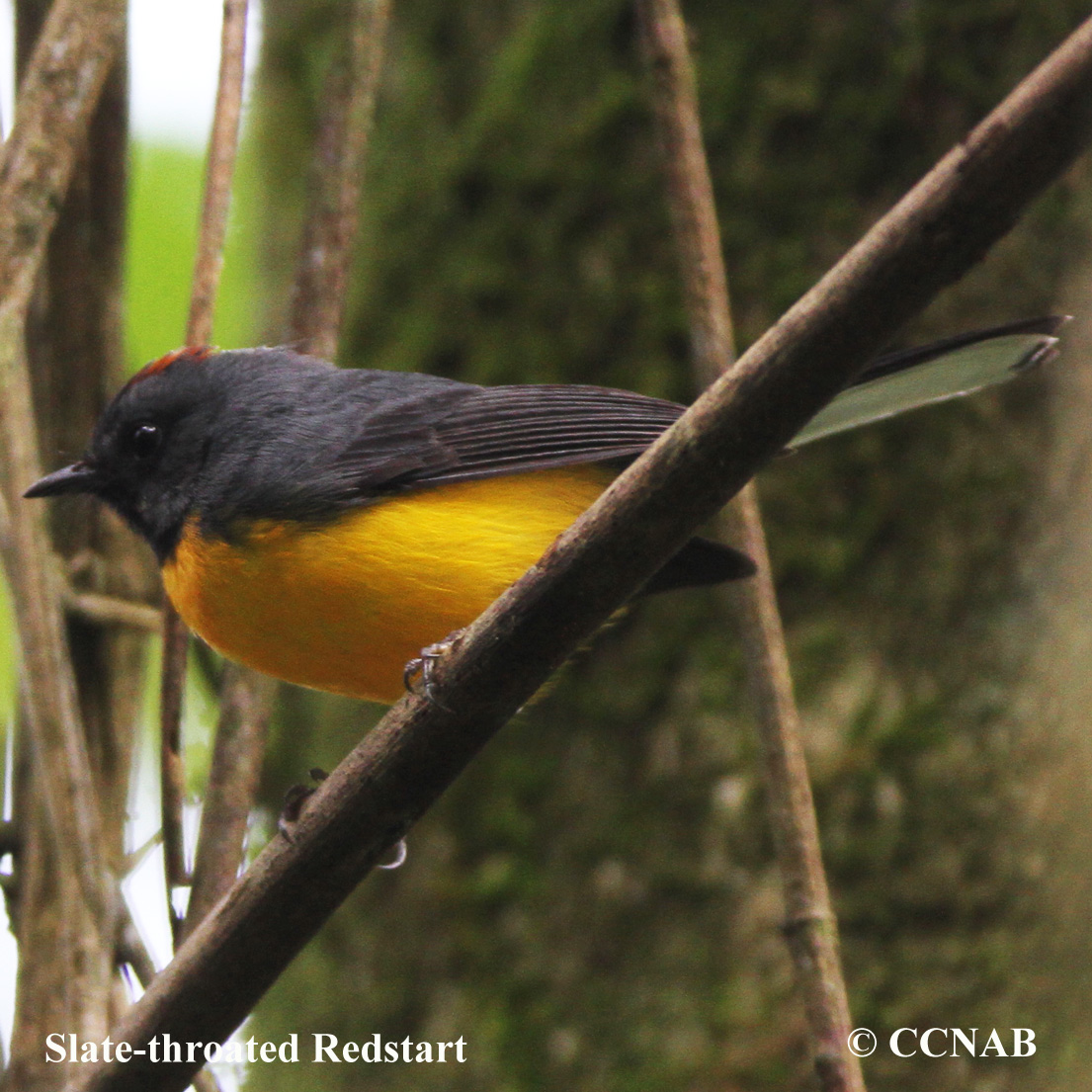 Slate-throated Redstart