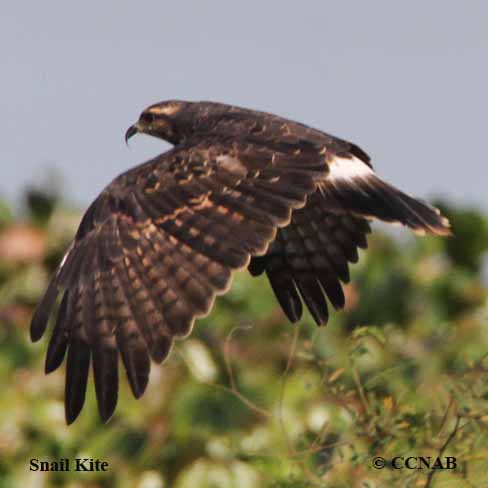 Birds of North America