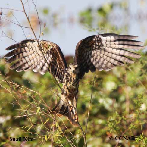 Birds of North America