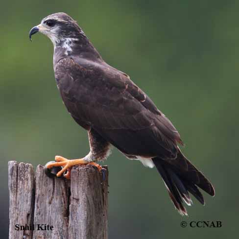 Birds of North America