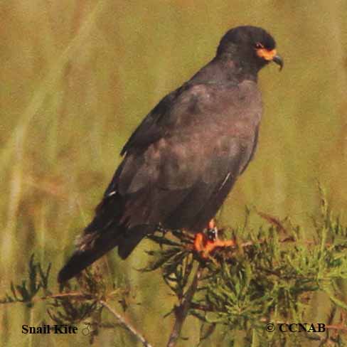 Birds of North America