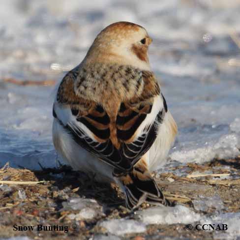 Birds of North America