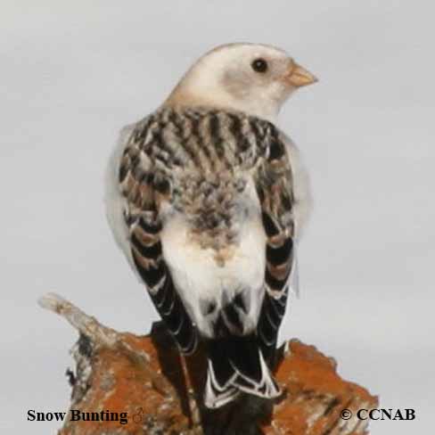 Birds of North America