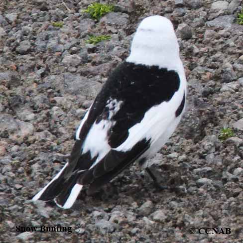 Birds of North America