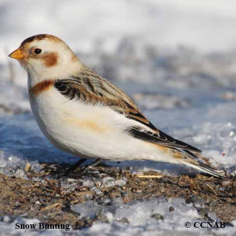 Birds of North America