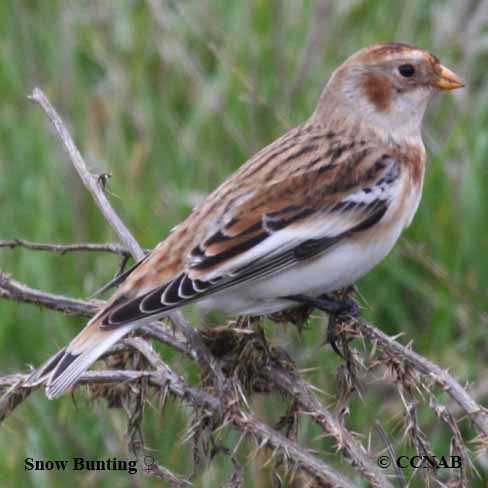 Birds of North America