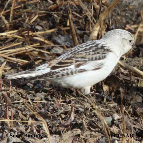 Birds of North America