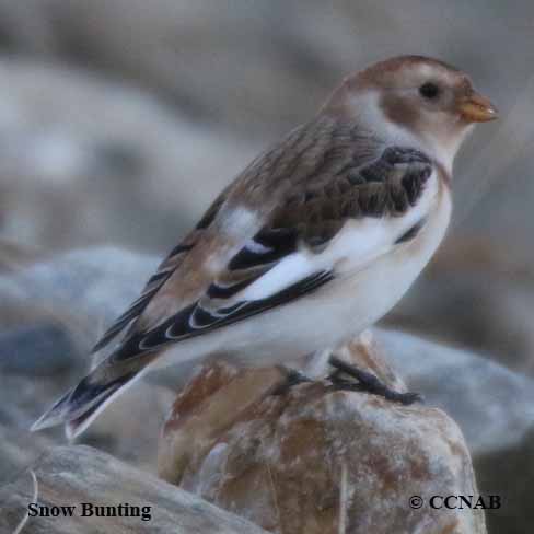 Birds of North America