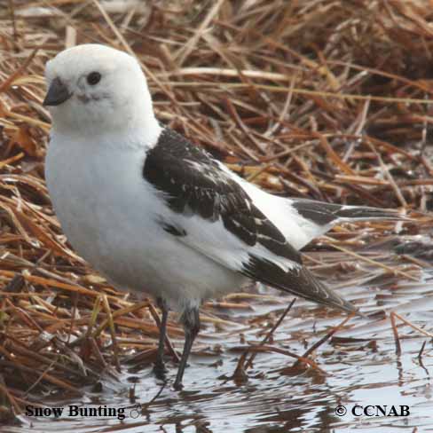 Birds of North America