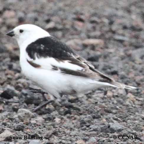 Birds of North America